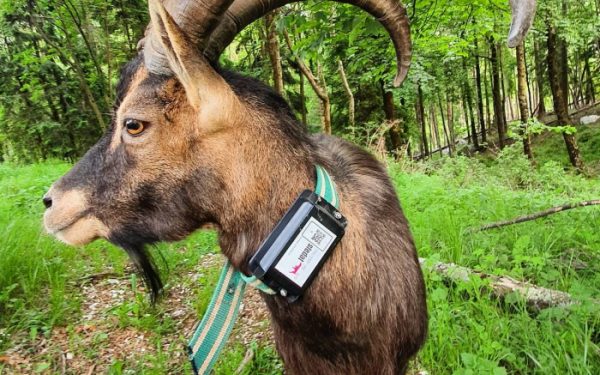 GPS sledenje zivali s sledilnikom Sledat