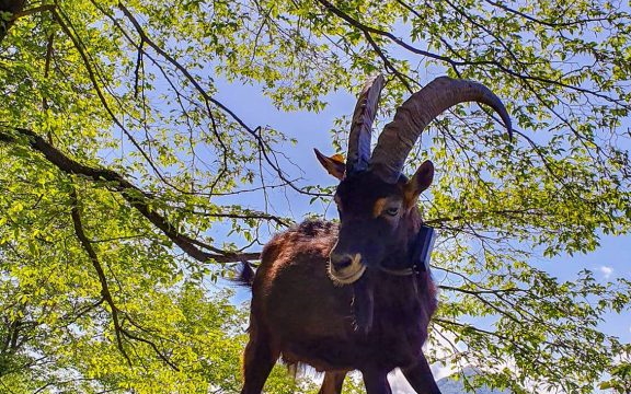 Kozorog s Sledat GPS sledilnikom za zivali