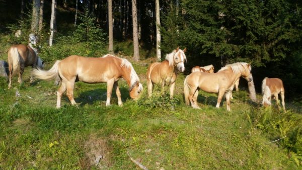 GPS sledilnik za konja na paši, Ekološka kmetija Kokra