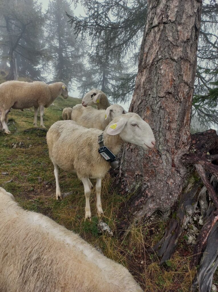 GPS sledenje zivali ovcaena paši s Sledat GPS sledilnikom